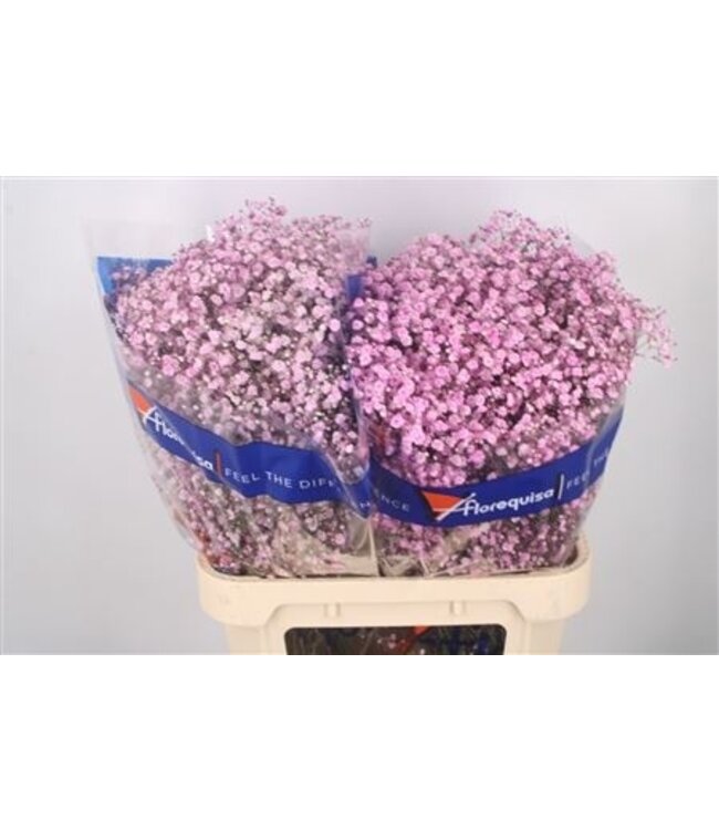 Gyps Klb Light Pink ( x 25 )