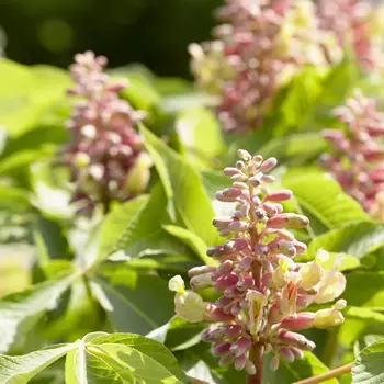 Aesculus