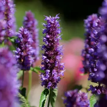 Agastache