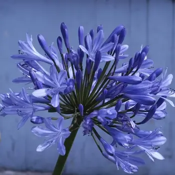 Agapanthus