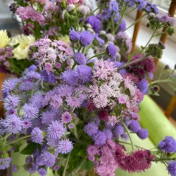 Ageratum