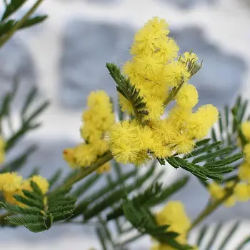 Acacia