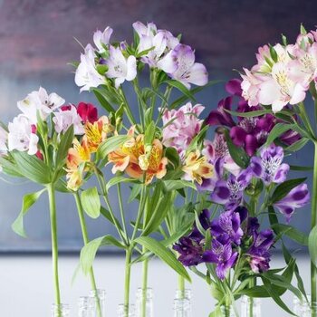 Alstroemeria