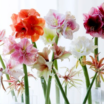 Amaryllis