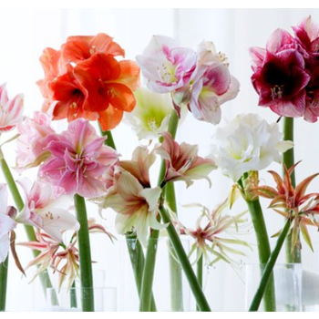 Amaryllis