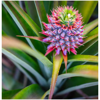Ananas