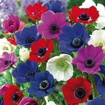 Anemone