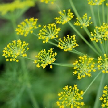 Anethum