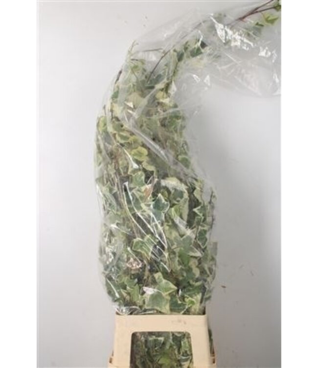 Hedera Bont Per Tak ( x 50 )