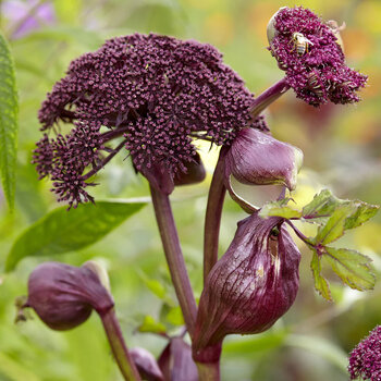 Angelica