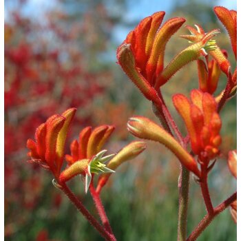 Anigozanthos