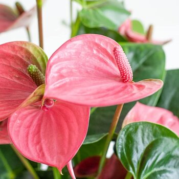 Anthurium