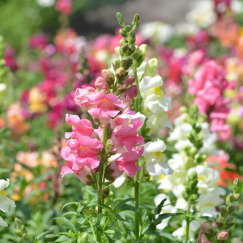 Antirrhinum