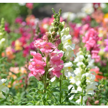 Antirrhinum