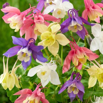 Aquilegia