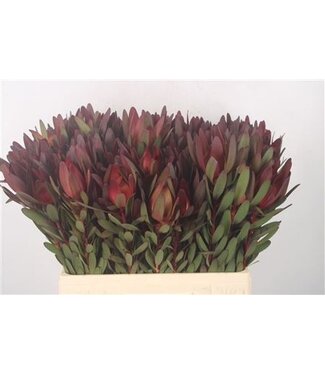 Florimo Fresh Flowers Leucad Saf Sunset ( x 10 ) Florimo Fresh Flowers Leucad Saf Sunset ( x 10 )