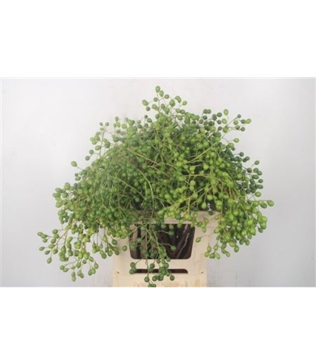 Lilac De Chine Per Stem ( x 15 )