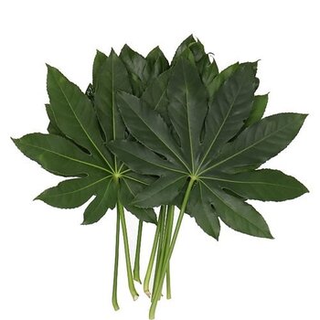 Aralia