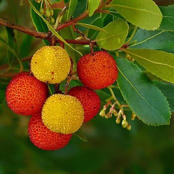 Arbutus