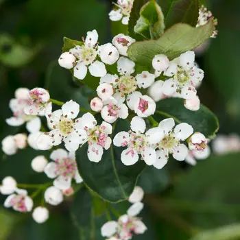Aronia