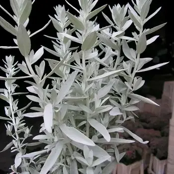 Artemisia