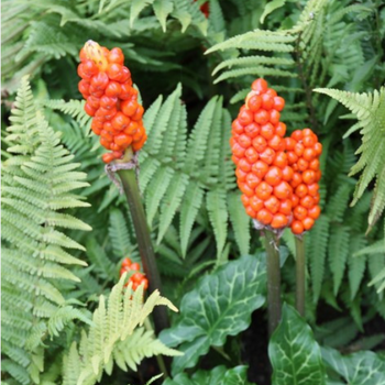 Arum Italicum
