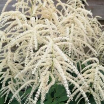 Aruncus