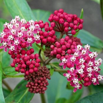 Asclepias
