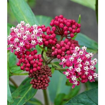 Asclepias