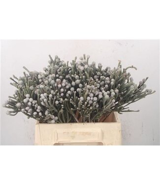 Florimo Fresh Flowers Kaaps Silver Brunia ( x 10 )