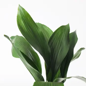 Aspidistra