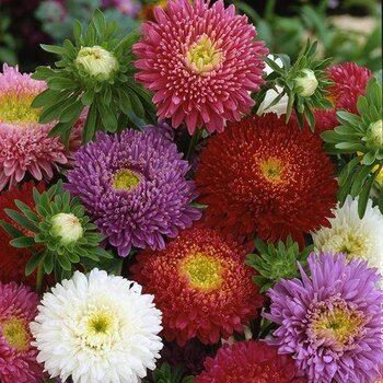 Aster