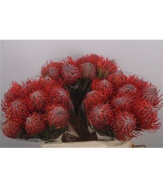 Florimo Fresh Flowers Leuco Co Tango ( x 10 )