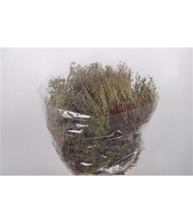 Euphorbia Spinoza Per Bunch Short ( x 5 )