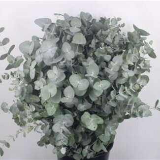 Florimo Fresh Flowers Verse Eucalyptus Cinerea takken Super | Lengte 70 centimeter | 300 gram per bos | Per 5 bossen