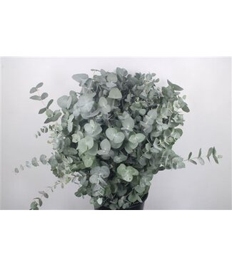 Florimo Fresh Flowers Frische Eukalyptus Cinerea Zweige Super | Länge 70 Zentimeter | 300 Gramm pro Bund | Pro 5 Bunde