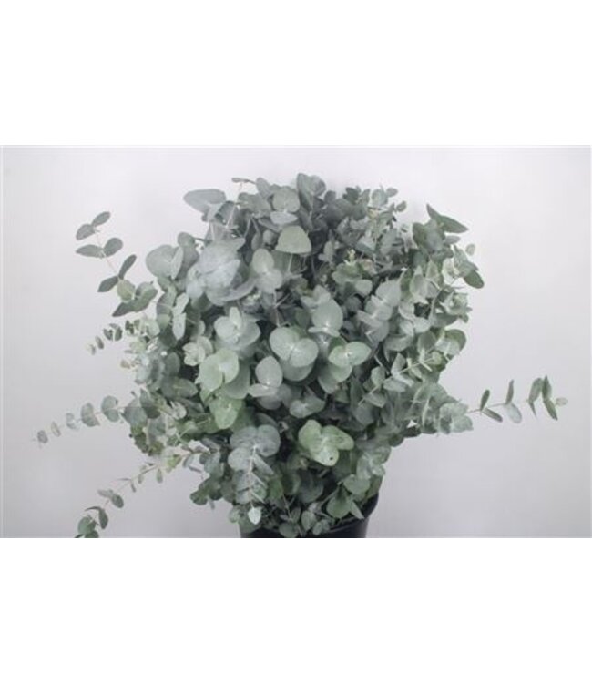 Frische Eucalyptus Cinerea Zweige Super | Länge 70 Zentimeter | 300 Gramm pro Bund | Bestellbar pro 5 Bunde