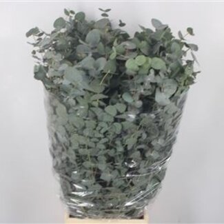 Florimo Fresh Flowers Verse Eucalyptus Cinerea takken | Lengte 70 centimeter | 300 gram per bos | Per 10 bossen