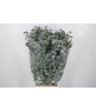 Florimo Fresh Flowers Frische Eucalyptus Cinerea Zweige | Länge 70 Zentimeter | 300 Gramm pro Bund | Pro 10 Bunde