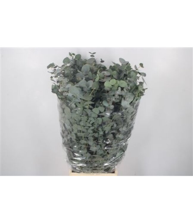 Verse Eucalyptus Cinerea takken | Lengte 70 centimeter | 300 gram per bos | Per 10 bossen te bestellen