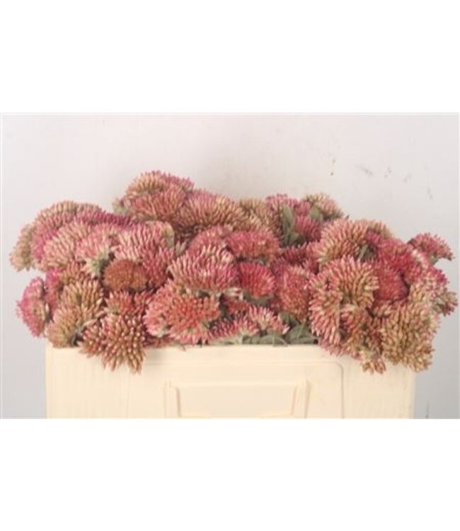 Syncarpha Milleflora ( x 10 )