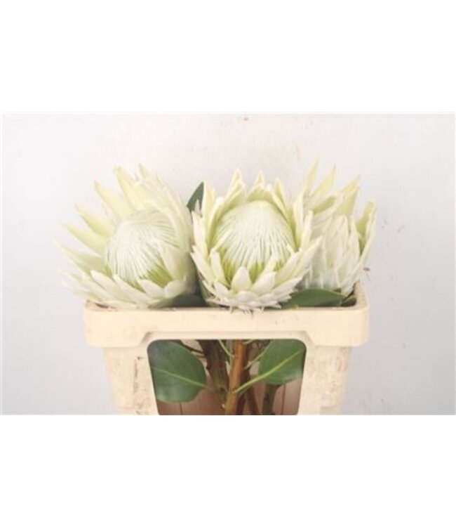 Protea Cy Arctic Ice ( x 5 )