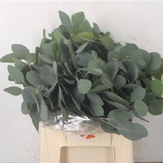 Florimo Fresh Flowers Fresh Eucalyptus Populus branches Short | Length 45 centimeters | 150 grams per bunch | Per 5 bunches