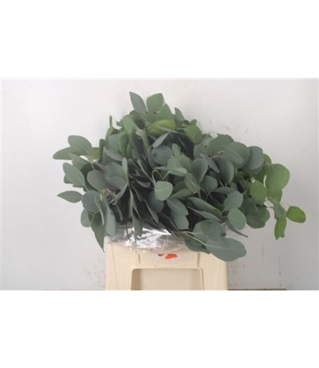 Frische Eukalyptus-Populus-Zweige Kurz | Länge 45 Zentimeter | 150 Gramm pro Bund | Ab 5 Bunden bestellbar