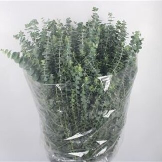 Florimo Fresh Flowers Fresh Eucalyptus Baby Blue branches | Length 70 centimeters | 400 grams per bunch | Per 5 bunches