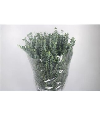 Florimo Fresh Flowers Frische Eukalyptus Baby Blue Zweige | Länge 70 Zentimeter | 400 Gramm pro Bund | Pro 5 Bunde