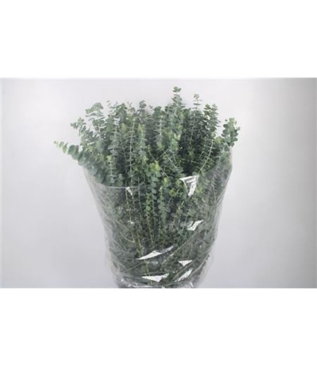 Verse Eucalyptus Baby Blue takken | Lengte 70 centimeter | 400 gram per bos | Per 5 bossen te bestellen