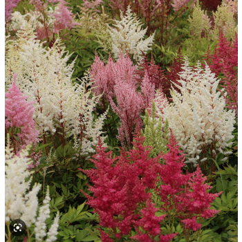 Astilbe