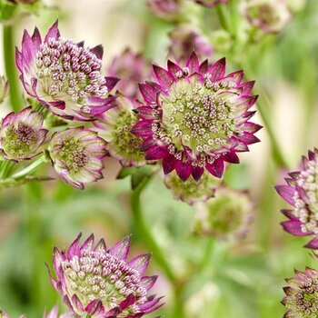 Astrantia