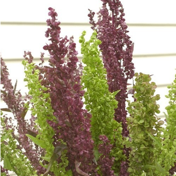 Atriplex